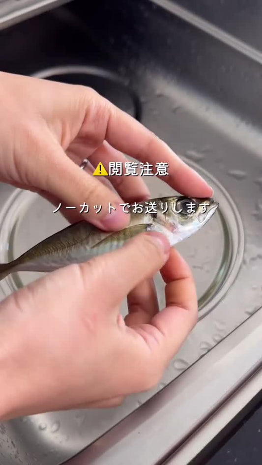 一瞬でできる！アジ下処理🐟