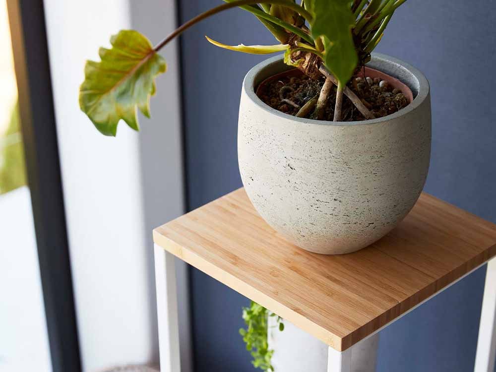 木製加湿器スタンドに置かれた鉢植えの植物