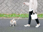 TOOLS FOR THE DOGの手染めドッグリーシュを着用した小型犬が飼い主と一緒に公園で散歩している姿