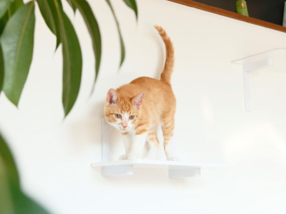 【CATROAD+/キャットロードプラス】 ワイドステップ450mm