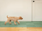 【sankopet/サンコーペット】このコ想いのタイルマット 同色18枚入