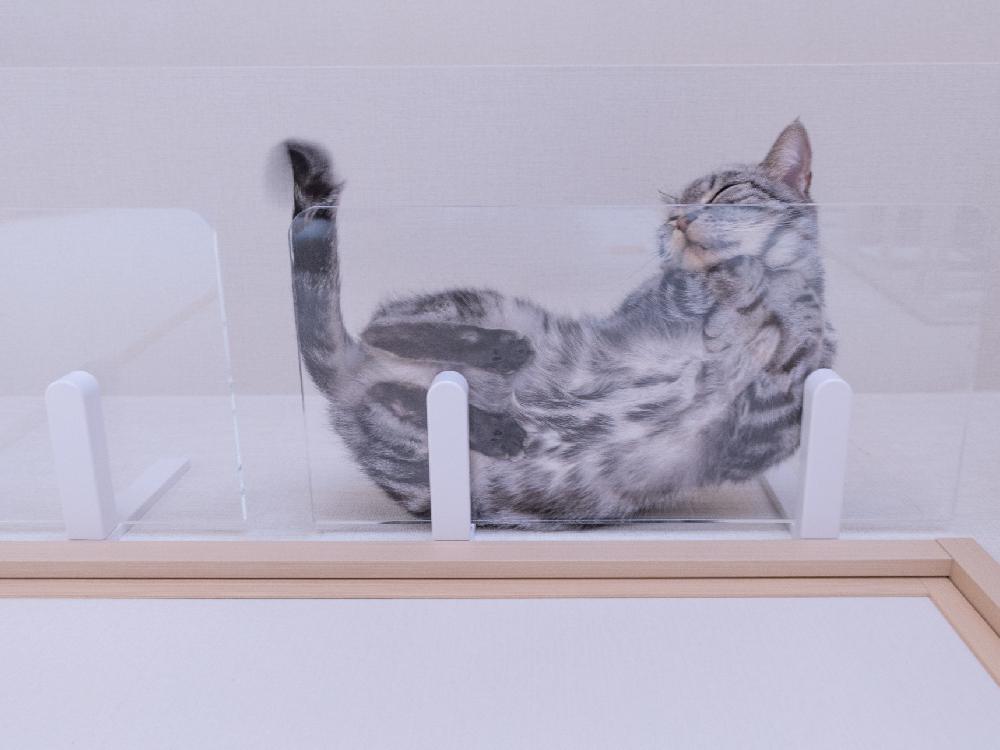 【CATROAD+/キャットロードプラス】 ワイドステップ450mm