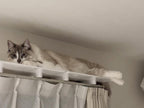 【CATROAD+/キャットロードプラス】 ワイドステップ450mm