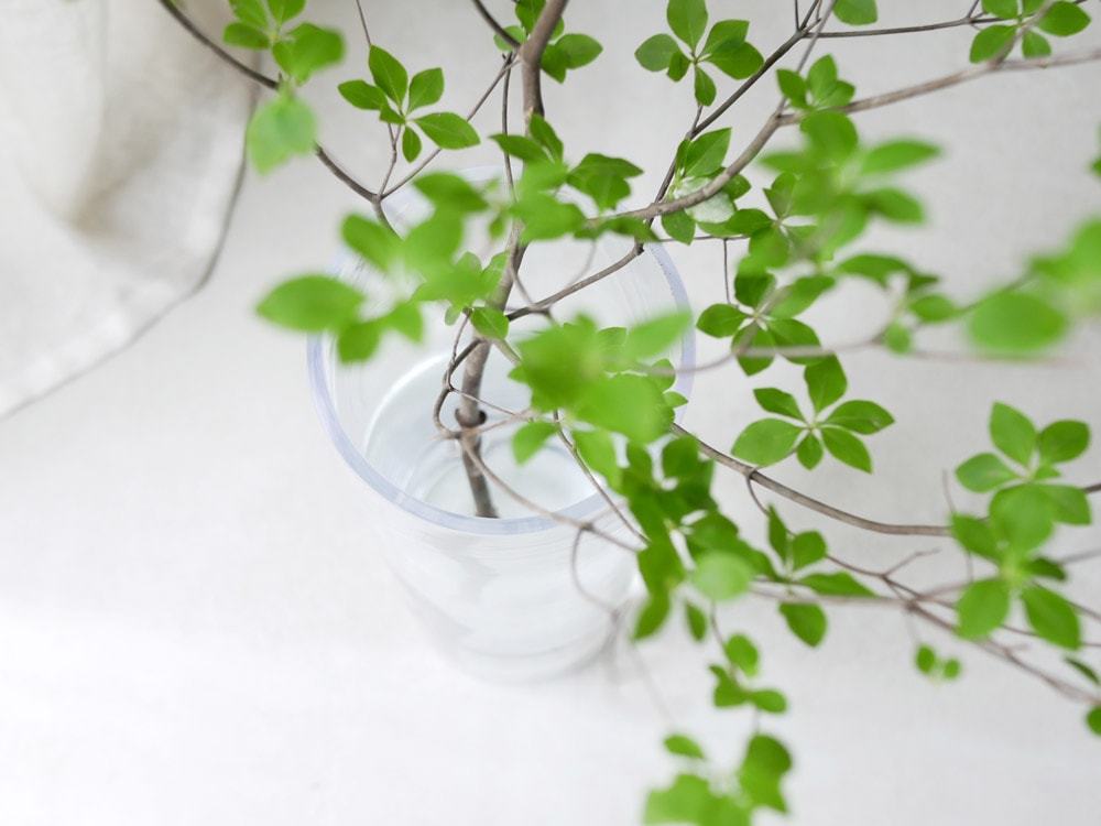 BOB CRAFTのソーダガラス円筒ベースに置かれた植物