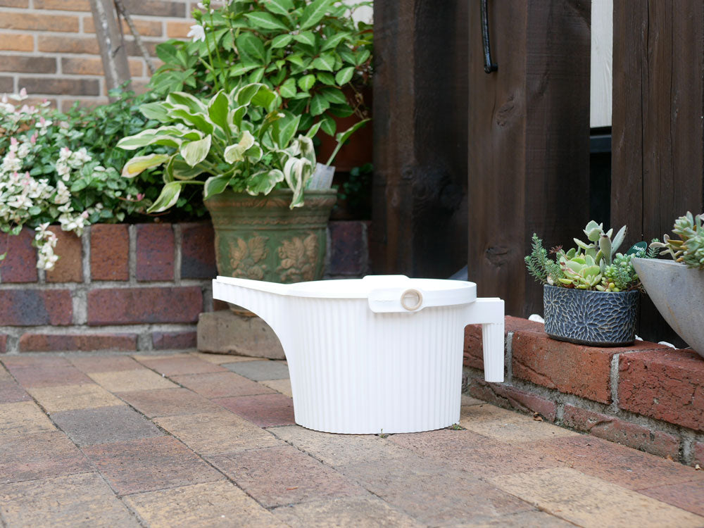プラスチック製の鉢に植えられたゼラニウムの室内用植物